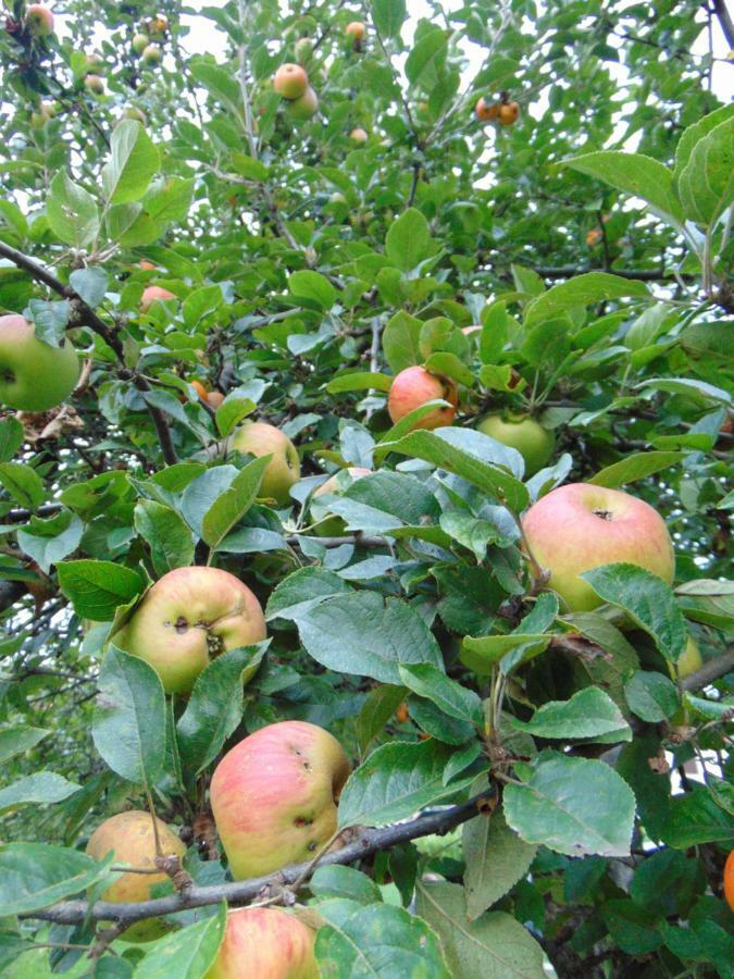 采蒂涅Apple House别墅 外观 照片